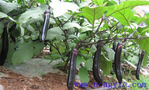 茄子高产栽培技术 怎样使茄子高产
