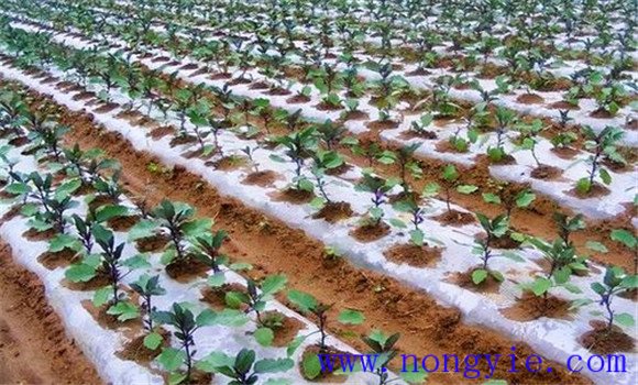 日光温室秋延晚茄子的栽培技术要点