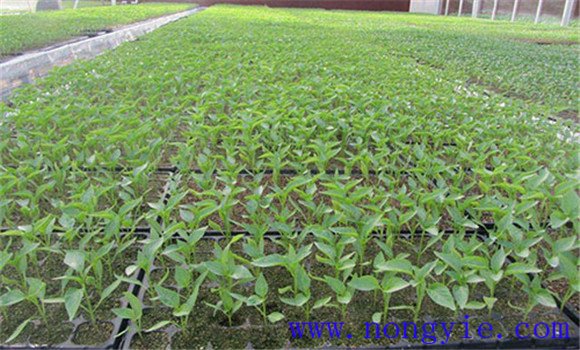 夏茄子什么时候育苗 夏茄子种植技术要点