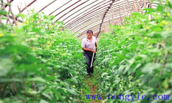 番茄种植管理技术须知的几个要点