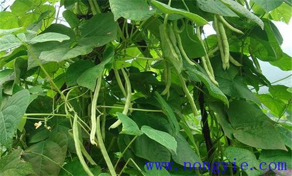 怎样夺取菜豆早熟高产 菜豆高产实用技术指南