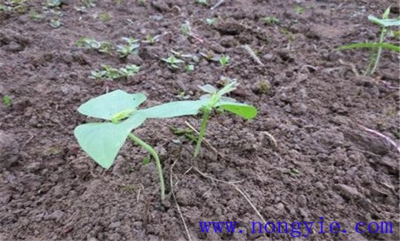 怎样夺取菜豆早熟高产 菜豆高产实用技术指南