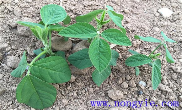 白扁豆种植技术：种植白扁豆的田间管理要点