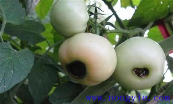 番茄脐腐病是因为缺什么引起的 番茄脐腐病原因