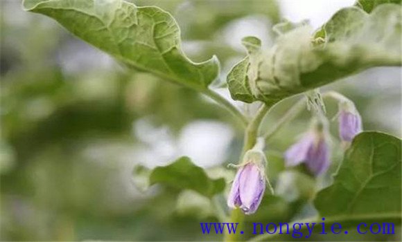 如何预防茄子落花落果 茄子落花落果怎么防治