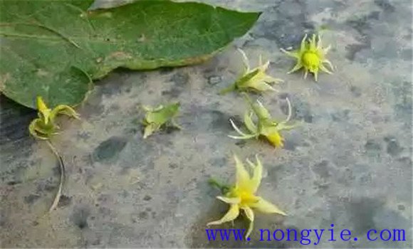 如何预防茄子落花落果 茄子落花落果怎么防治