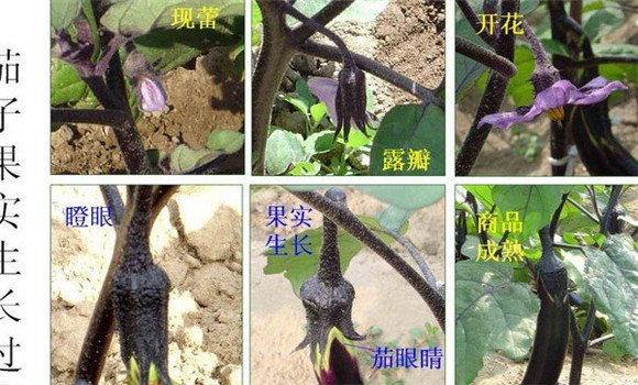 如何预防茄子落花落果 茄子落花落果怎么防治