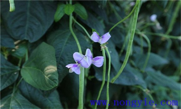 豇豆落花落荚的原因及防治方法
