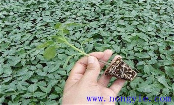 西红柿苗期管理要点：防止幼苗徒长的方法