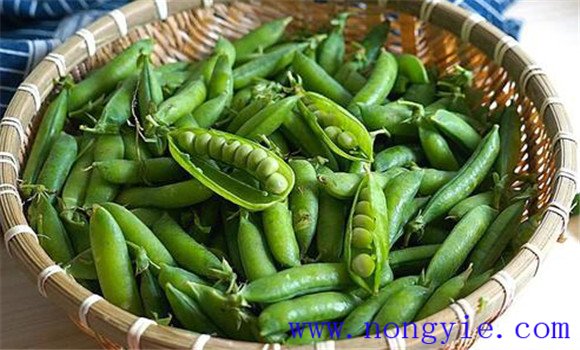 贼豆子产生的原因是什么 防止出现贼豆子的方法