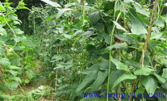 豇豆叶斑病的症状有哪些 豇豆叶斑病怎么治