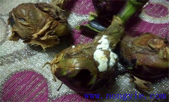 茄子烂果是怎么回事，怎样防治