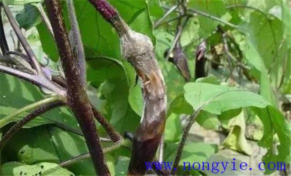 茄子烂果是怎么回事，怎样防治