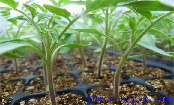 早春西红柿育苗时间 西红柿育苗技术与方法