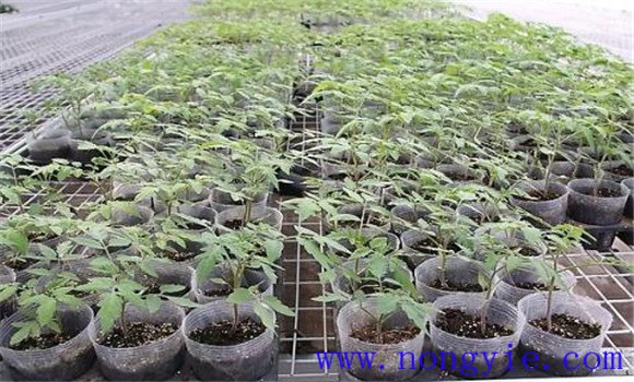 大棚番茄早熟高产栽培方法