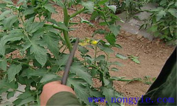 番茄落蔓方法 番茄落蔓技术及其注意事项