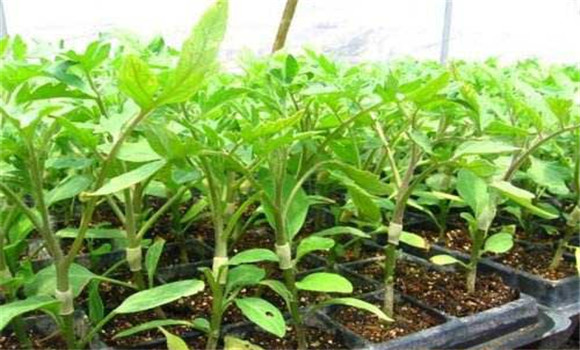 茄子嫁接育苗技术要点 茄子嫁接有何好处