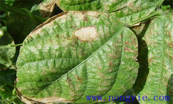 菜豆细菌性疫病症状 菜豆细菌性疫病如何防治