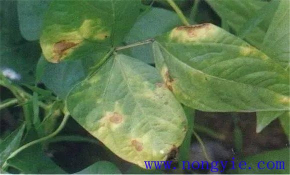 菜豆细菌性疫病症状 菜豆细菌性疫病如何防治
