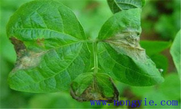 菜豆灰霉病危害症状、传播途径与防治方法