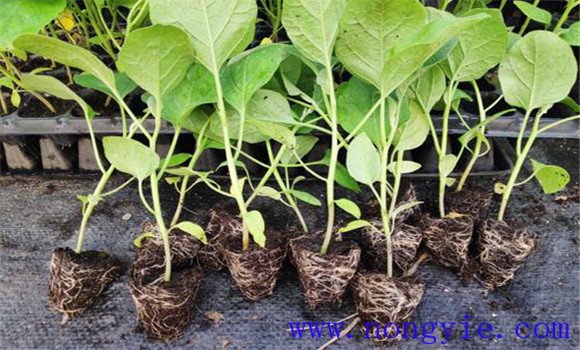 大棚茄子种植管理技术要点有哪些