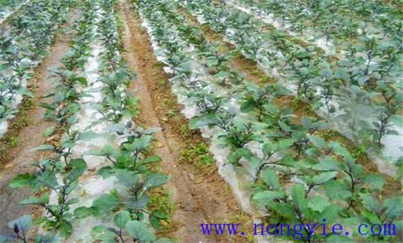 大棚茄子种植管理技术要点有哪些