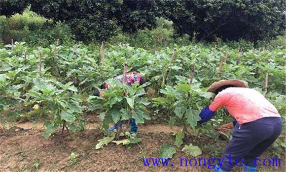 茄子再生技术简介 茄子再生栽培技术要点