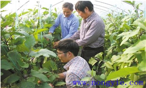 茄子再生技术简介 茄子再生栽培技术要点