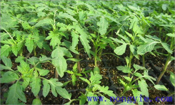 番茄枯萎病的症状表现 番茄枯萎病怎么治疗