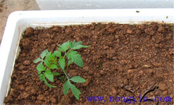 秋番茄怎么种 几项须掌握的秋番茄高产栽培技术