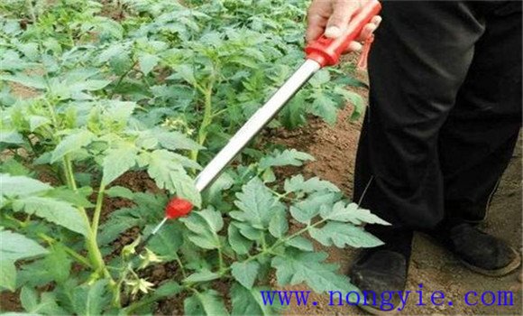 秋番茄怎么种 几项须掌握的秋番茄高产栽培技术