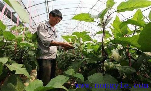 茄子双干整枝方法简介 为什么双干整枝能高产