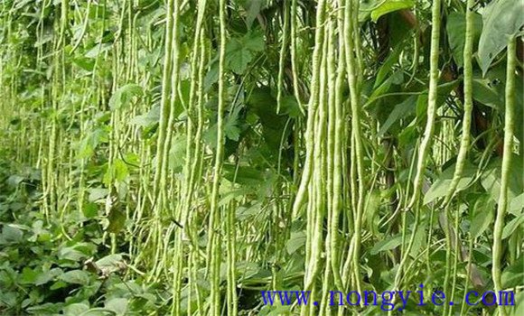 豇豆种植时间 豇豆对种植环境的要求