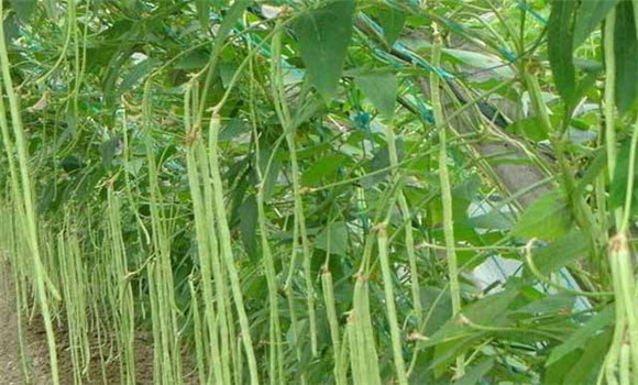 掌握豇豆种植方法，实现豇豆高产稳产的措施