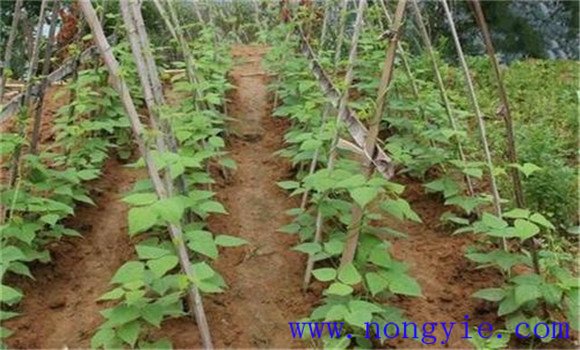掌握豇豆种植方法，实现豇豆高产稳产的措施