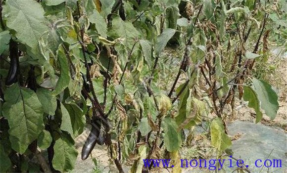 茄子黄萎病防治的方法 有没有茄子黄萎病特效药