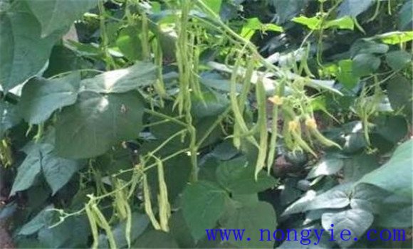 秋菜豆在栽培上应掌握哪些技术要点