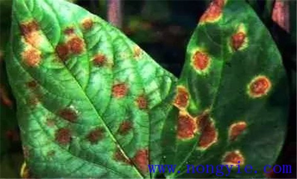 菜豆红斑病的危害症状 菜豆红斑病防治方法