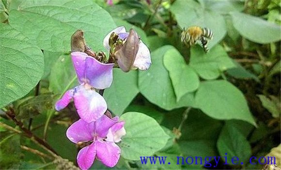 菜豆落花落荚的原因是什么?应如何防止落花落荚