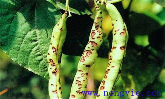 菜豆炭疽病症状表现有哪些 菜豆炭疽病如何防治