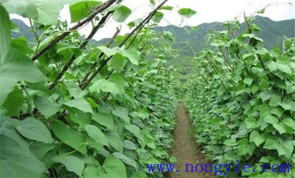 菜豆品种有哪些 有哪些栽培类型