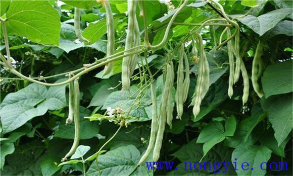 菜豆锈病症状特点 菜豆锈病的防治方法