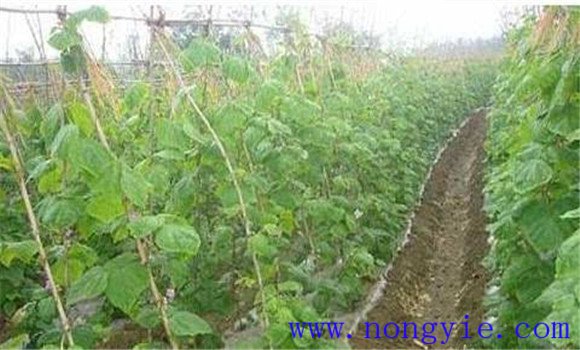 什么是菜豆根腐病 如何防治菜豆根腐病