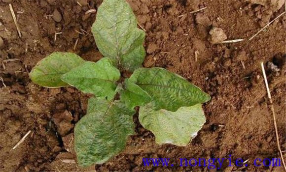 温室秋延后茄子怎样栽培 秋延后茄子栽培技术