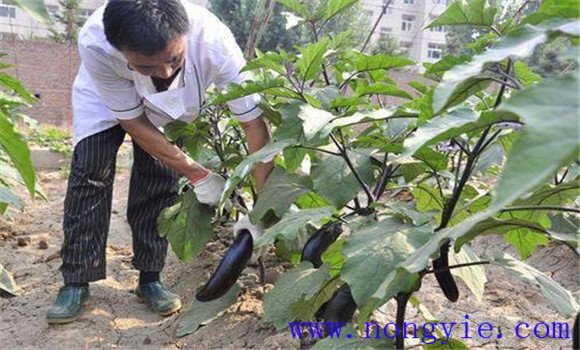 温室秋延后茄子怎样栽培 秋延后茄子栽培技术