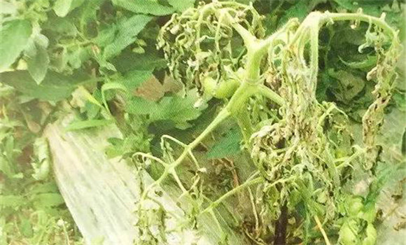 番茄枯萎病怎么治疗 番茄枯萎病防治方法