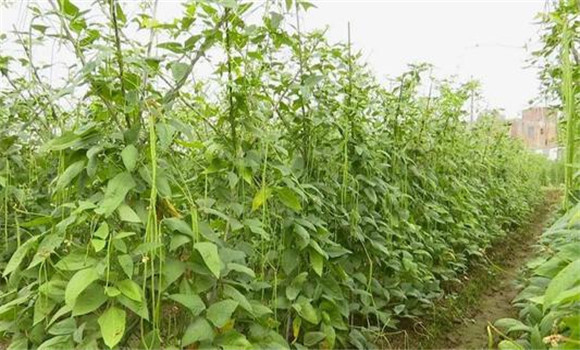 豇豆亩产量一般是多少斤 豇豆种植栽培技术要点
