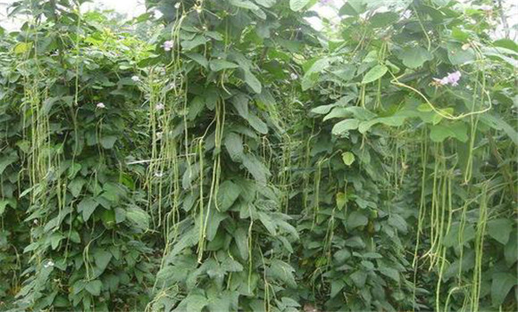 豇豆亩产量一般是多少斤 豇豆种植栽培技术要点