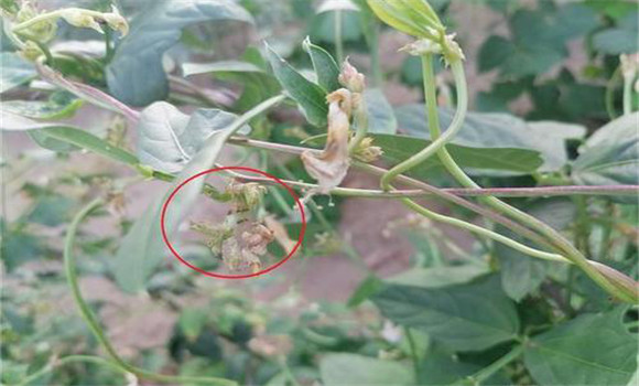 豆角腻虫是什么原因导致的 豆角长腻虫用什么药