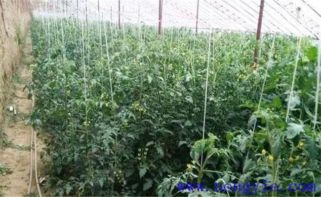 大棚中圣女果生长过旺怎么办，圣女果如何控旺